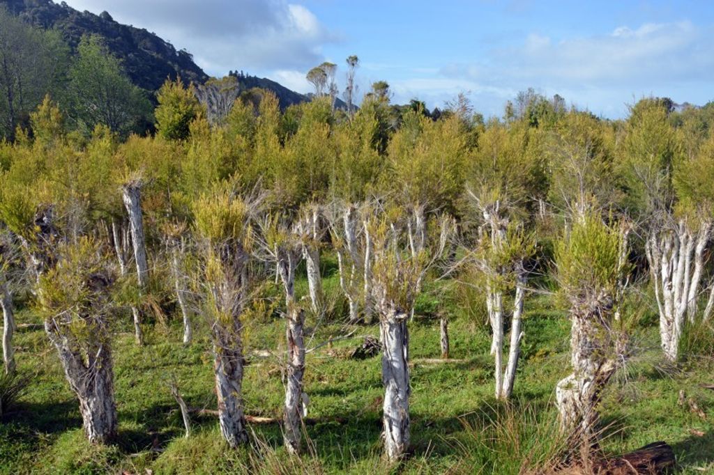 Australischer Teebaum - ca. 50 Samen