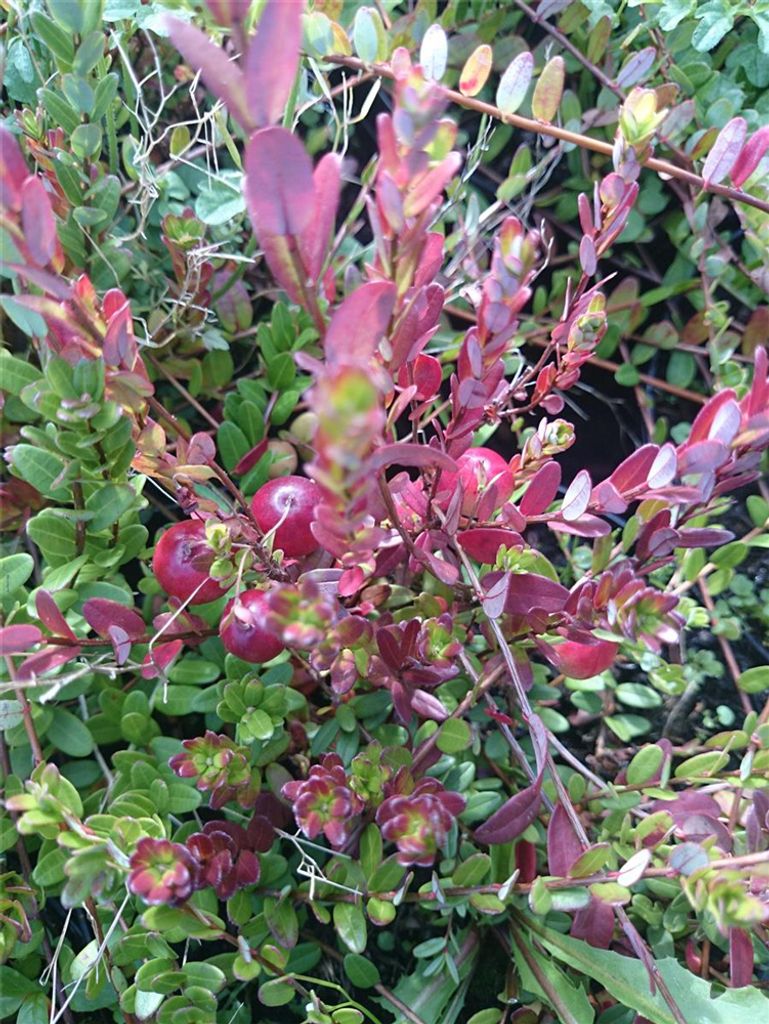 Cranberry Kranichbeere Moosbeere Moorpflanze großfrüchtige Produktbild 