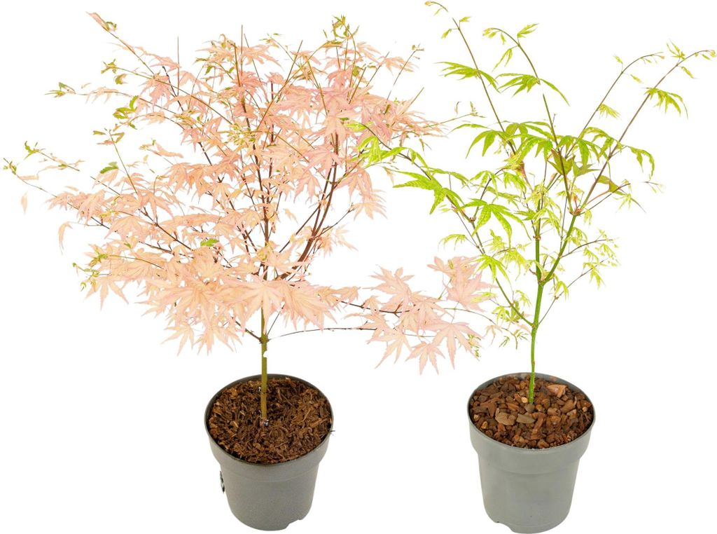 Érable du Japon - Set de 2 - Acer 'Ukigumo', Acer 'Taylor' Image du produit 