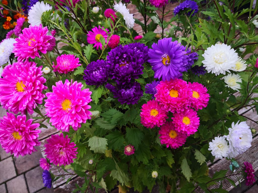 1 000 graines d'aster d'été, mélange coloré – Callistephus Image du produit 