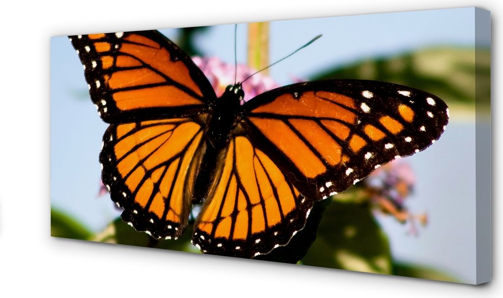 Leinwandbild 100x50 Wandkunst bunter Schmetterling