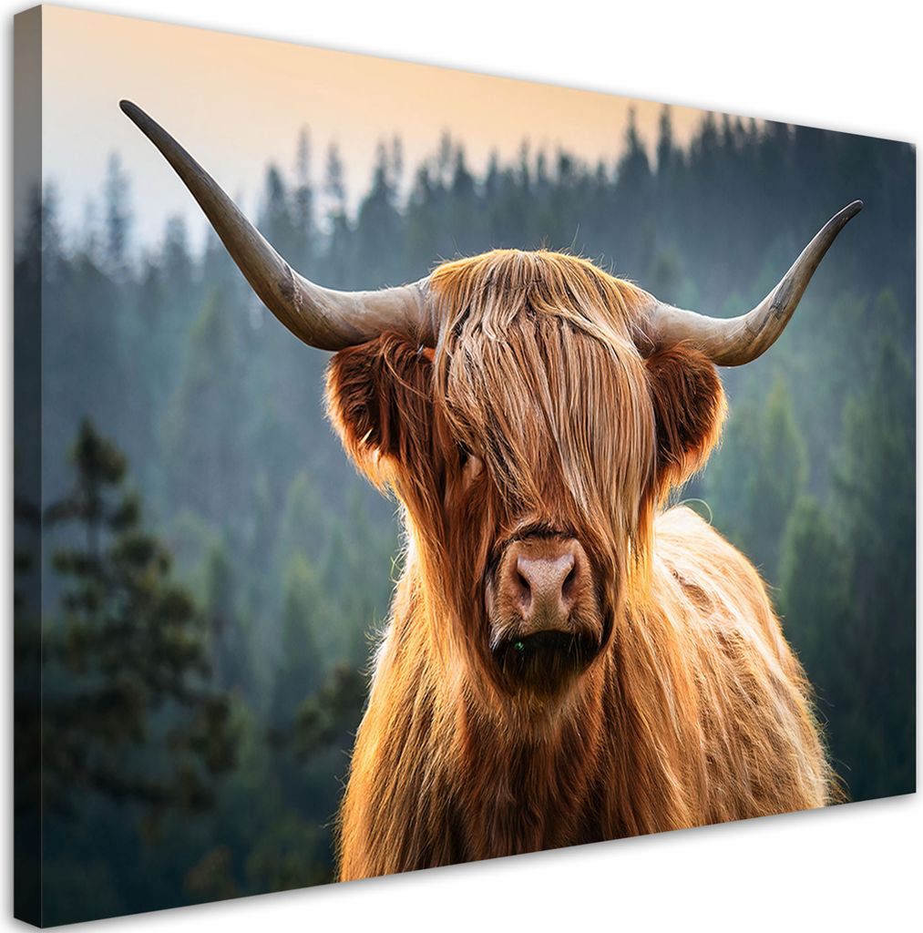 Leinwandbild Schottische Kuh Tiere 120x80 Feeby Braun bild für die wand bereit zum aufhängen