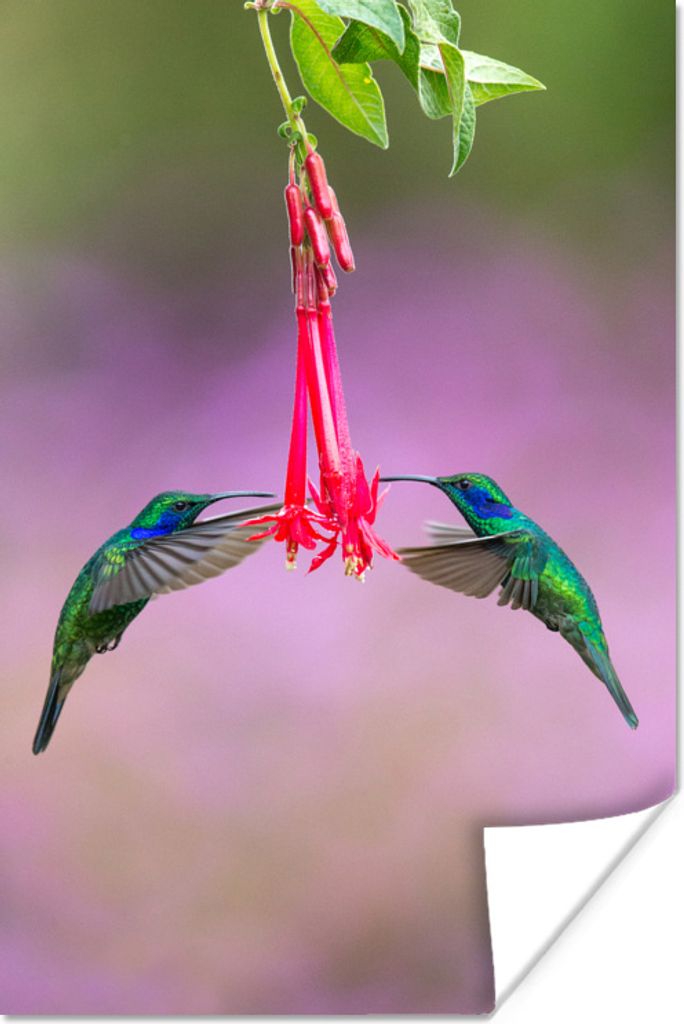 MuchoWow Poster Vogel - Kolibri - Blau - Rot 20x30 cm - Papierdruck