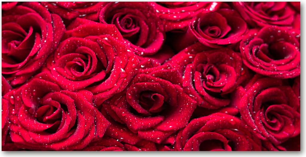 Tulup Leinwandbild -100x50 cm - Wandkunst - Drucke auf Leinwand - Leinwanddruck - Blumen & Pflanzen - Rot - Tropfen auf Rosen