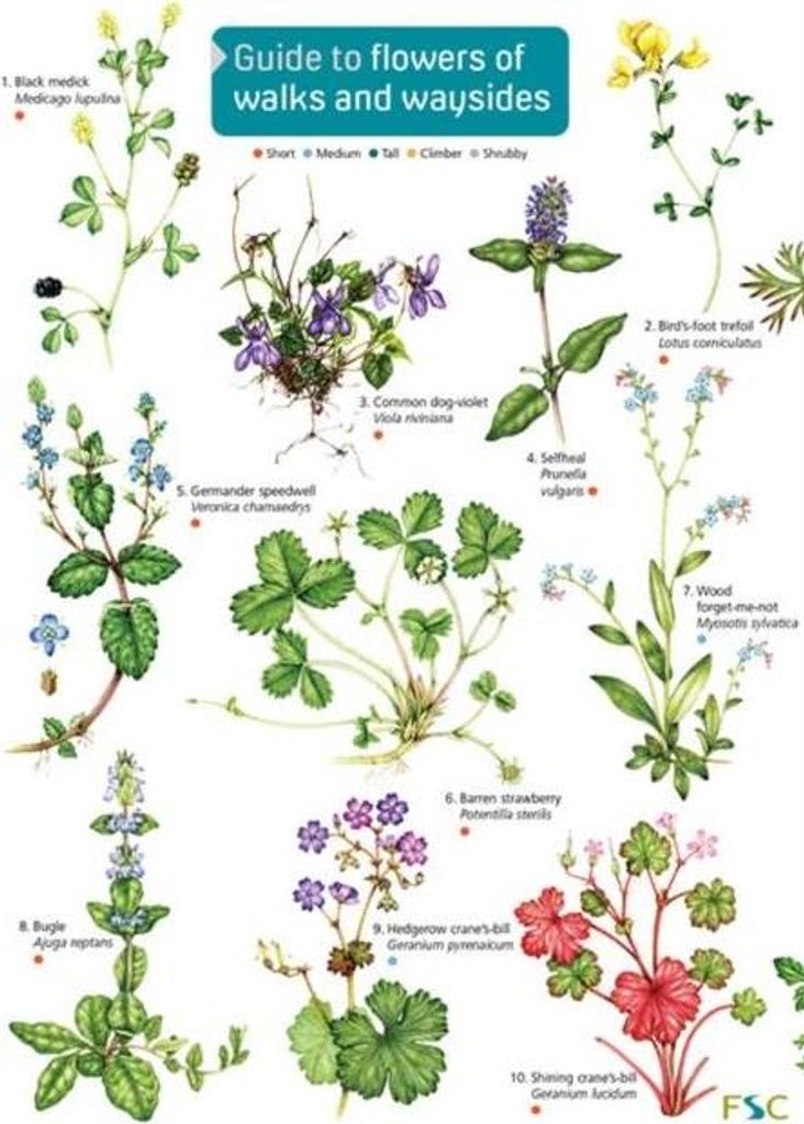 Guide to flowers of walks and waysides
