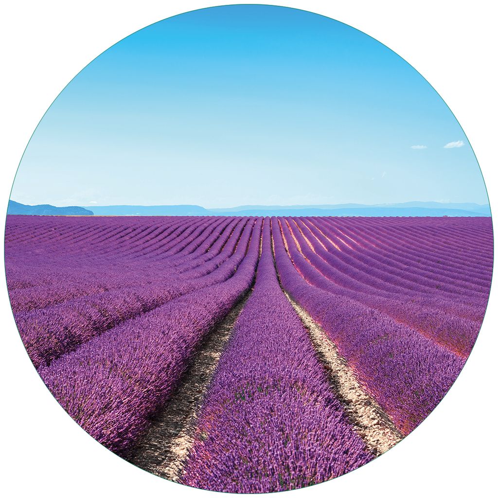 Wallario Premium Glasbild, freischwebende Optik, kräftige Farben, rund 50cm Durchmesser, Motiv Lavendelfeld unter blauem Himmel
