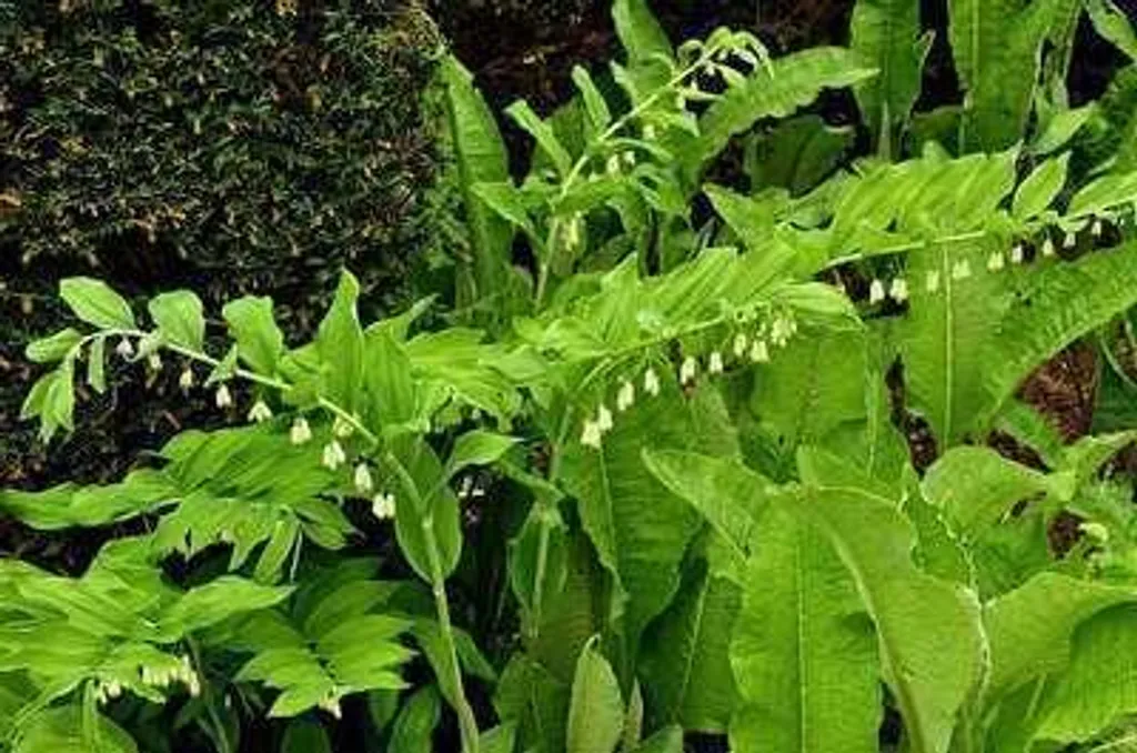 6 Polygonatum multiflorum - Sceau de Salomon en pot de 9 cm de côté