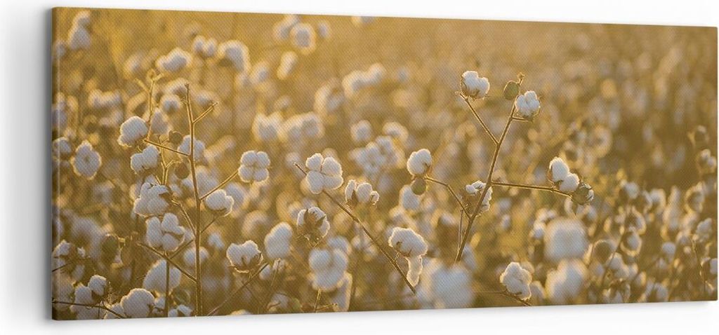 Bild auf Leinwand - Leinwandbild - Einteilig - Baumwolle Feld Acker - 120x50cm - Wand Bild - Wanddeko - Wandbilder - Leinwanddruck - Bilder - Wandd...