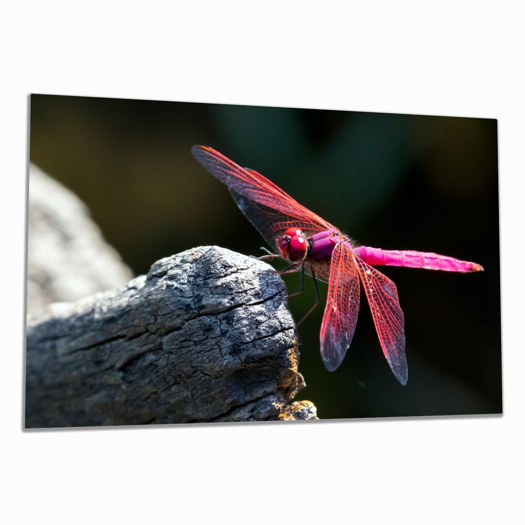 Wallario Herdabdeckplatte aus Glas, Größe 80 x 52 cm 1-teilig, Motiv Pinke Libelle auf einem Stein