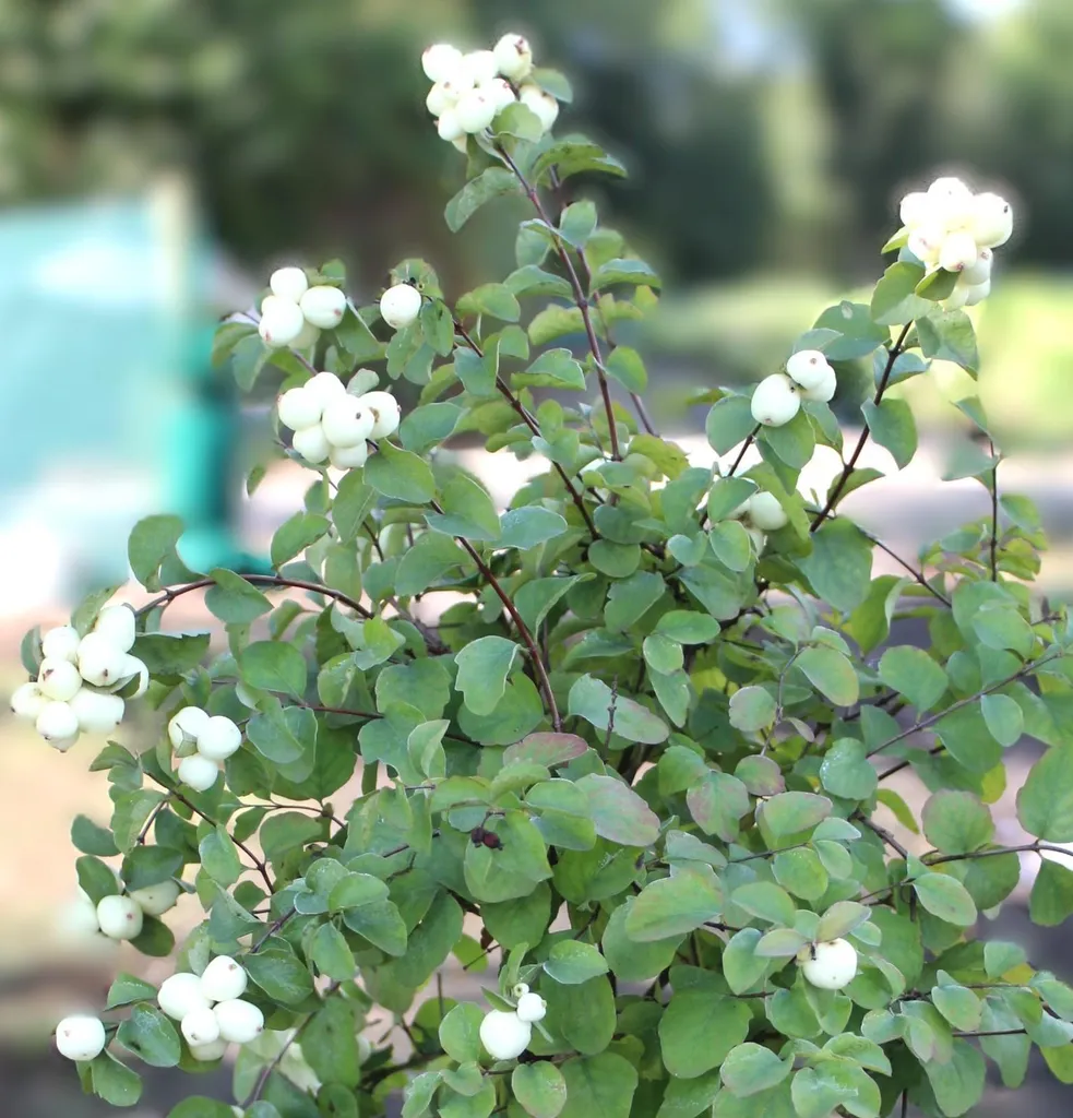 Symphoricarpos Symphonie Rock Sorbier des neiges tige arbuste sans soin