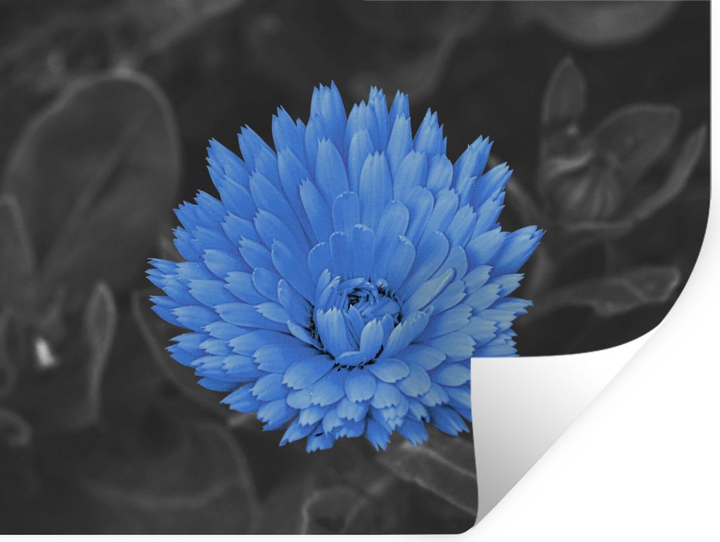 MuchoWow Wandtattoo Wandsticker Wandaufkleber Blumen - Schwarz - Weiß - Blau 80x60 cm Selbstklebend und Repositionierbar - Faltenfrei