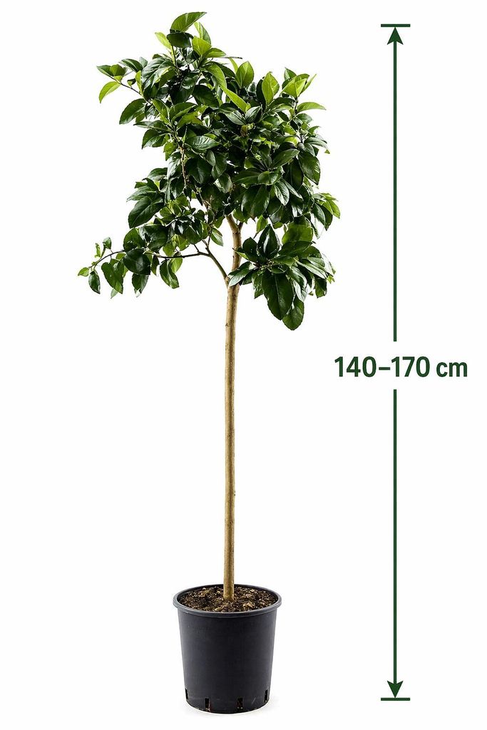Citrus limon Lunario 140170 cm  Echter Zitronenbaum