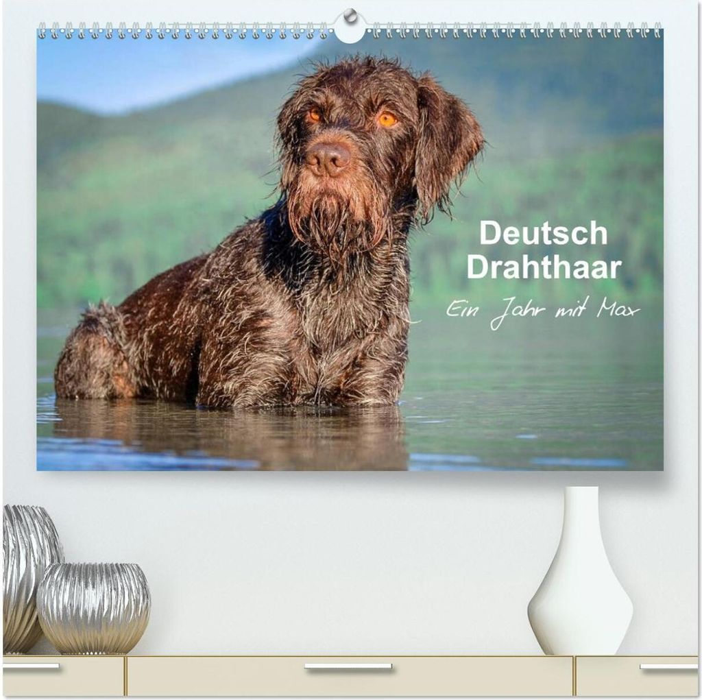 Deutsch Drahthaar - Ein Jahr mit Max (hochwertiger Premium Wandkalender 2026 DIN A2 quer), Kunstdruck in Hochglanz