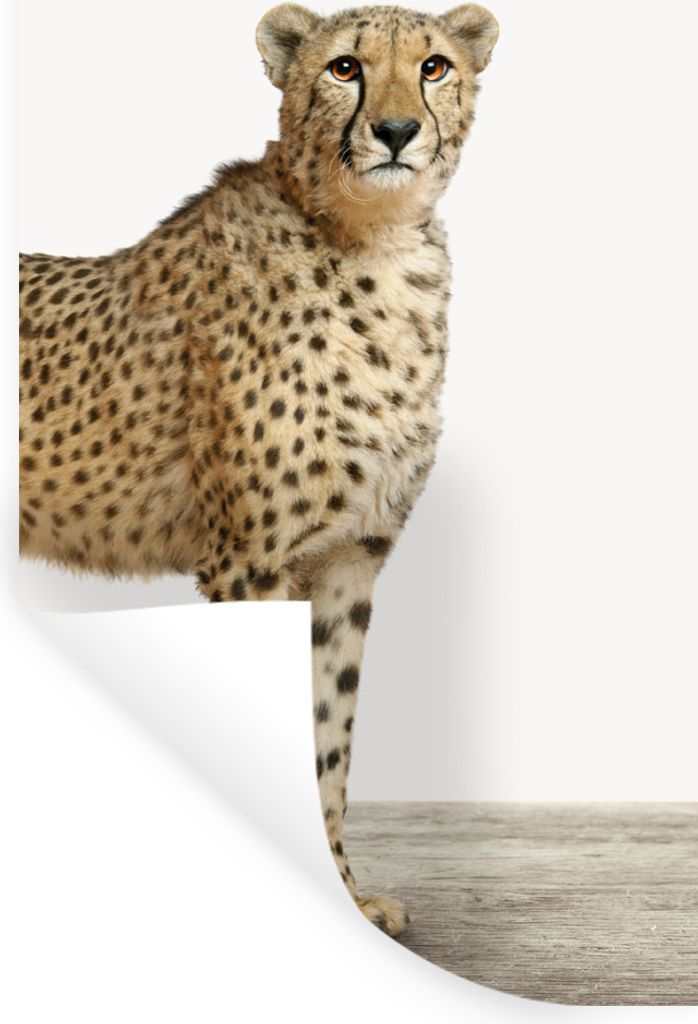 MuchoWow Wandtattoo Wandsticker Wandaufkleber Leopard - Tiere - Weißer Hintergrund - Kinder - Jungen - Mädchen 60x120 cm Selbstklebend und Repo...