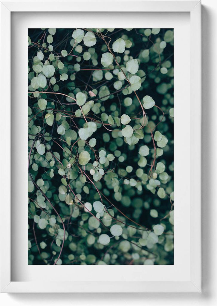 Winzige Blätter einer Pflanze– Wandbild mit Rahmen – Gerahmtes Bild – Wanddekoration – 40x60 cm – Weiß