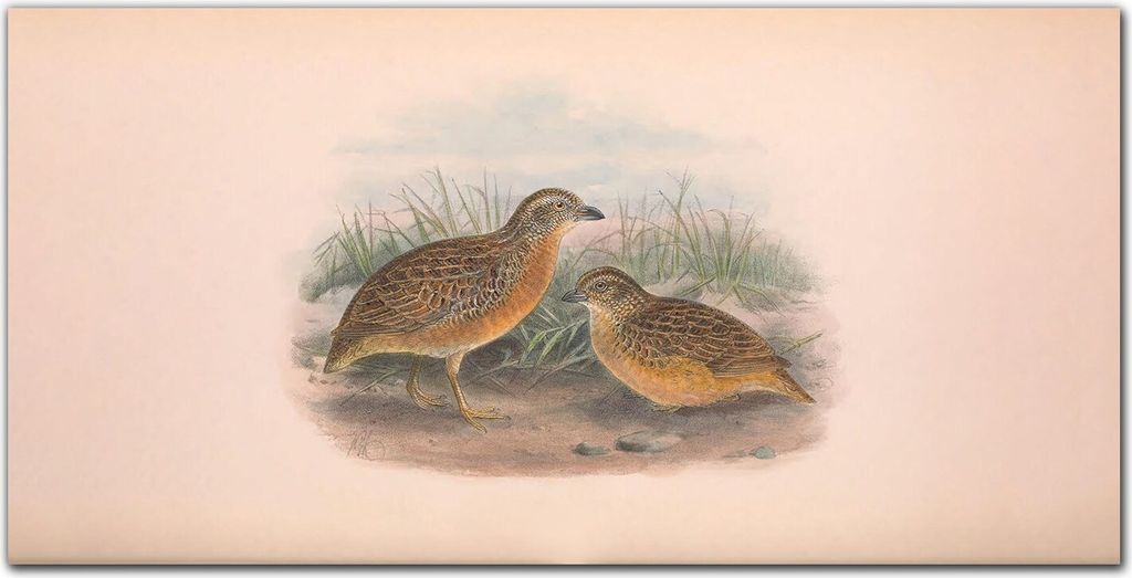 Coloray Küchenrückwand 140x70 Spritzschutz aus Glas - Vögel Tiere