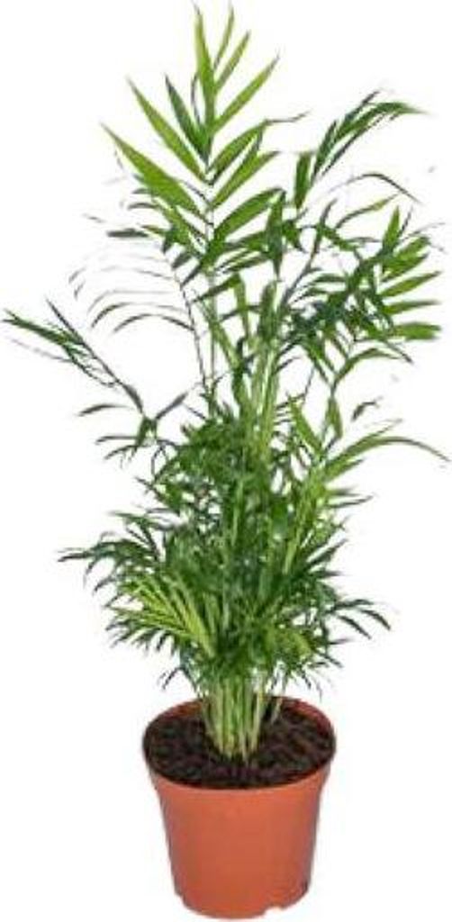 Chamaedorea Elegans Bergpalme Zimmerpalme H55cm Ø17cm Pflegeleicht