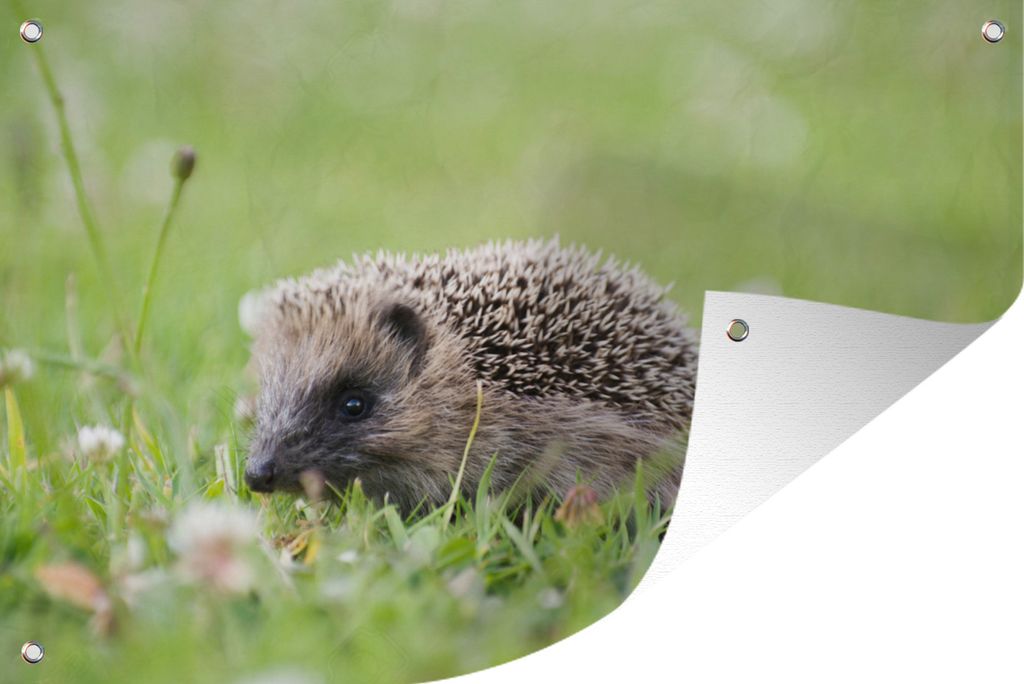 MuchoWow 90x60 cm Outdoor-Poster Gartendeko Sichtschutz Garten Poster für den Garten Kleiner Igel im Gras