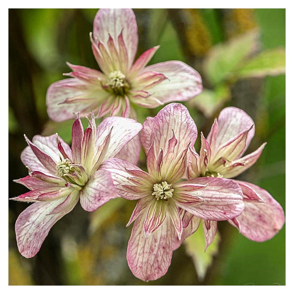 Clematis Marjorie - Winterharte Kletterpflanze in Blau-Rosa - Mehrjährige Gartenpflanze