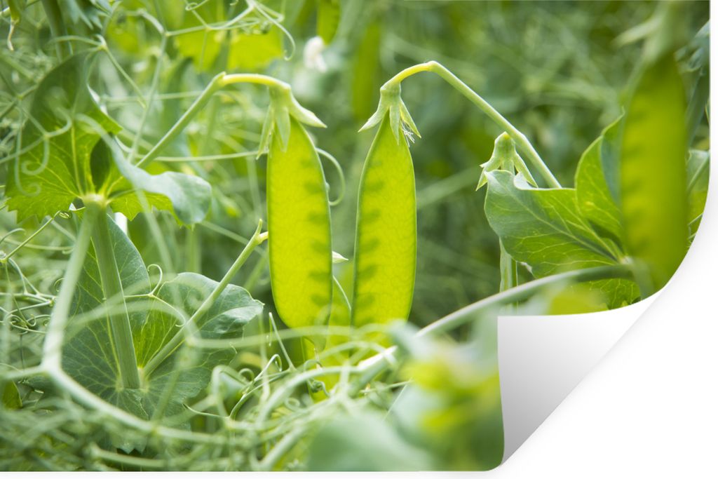 MuchoWow - Selbstklebend - Fototapeten