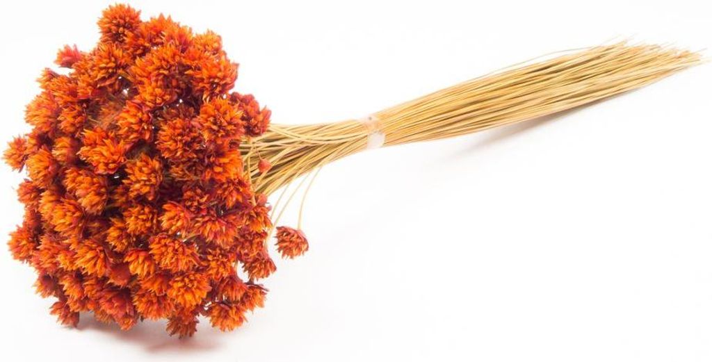 INNA-Glas Blumenstrauß getrocknet AVISSA, Brasilianische Hügelblume, orange, 45-60cm, Ø13cm - Getrockneter Strauß