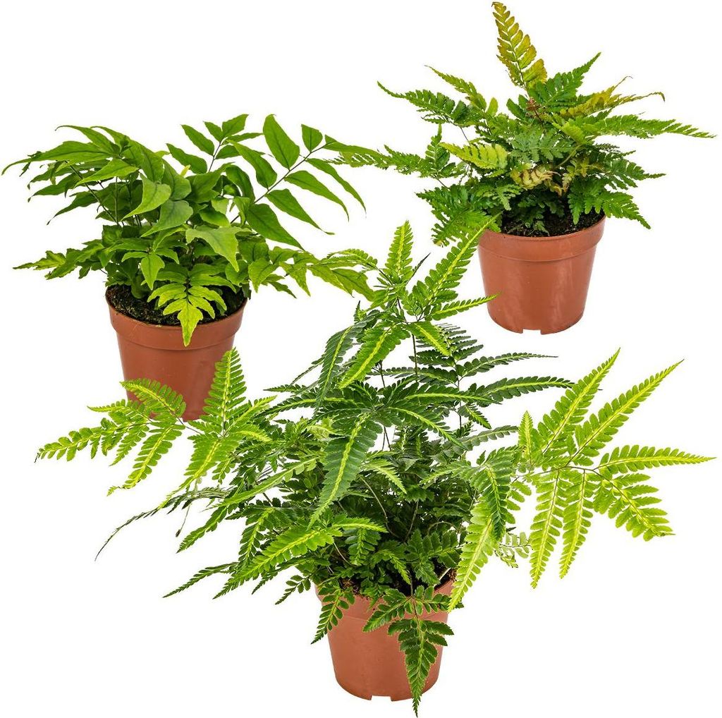 Bloomique - 3er Set - Farne Winterhart für Garten - Produktbild 