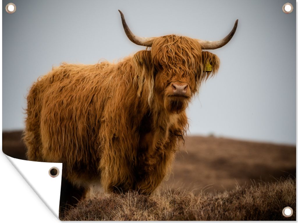 MuchoWow 40x30 cm Outdoor-Poster Gartendeko Sichtschutz Garten Poster für den Garten Schottischer Highlander - Düne - Gras