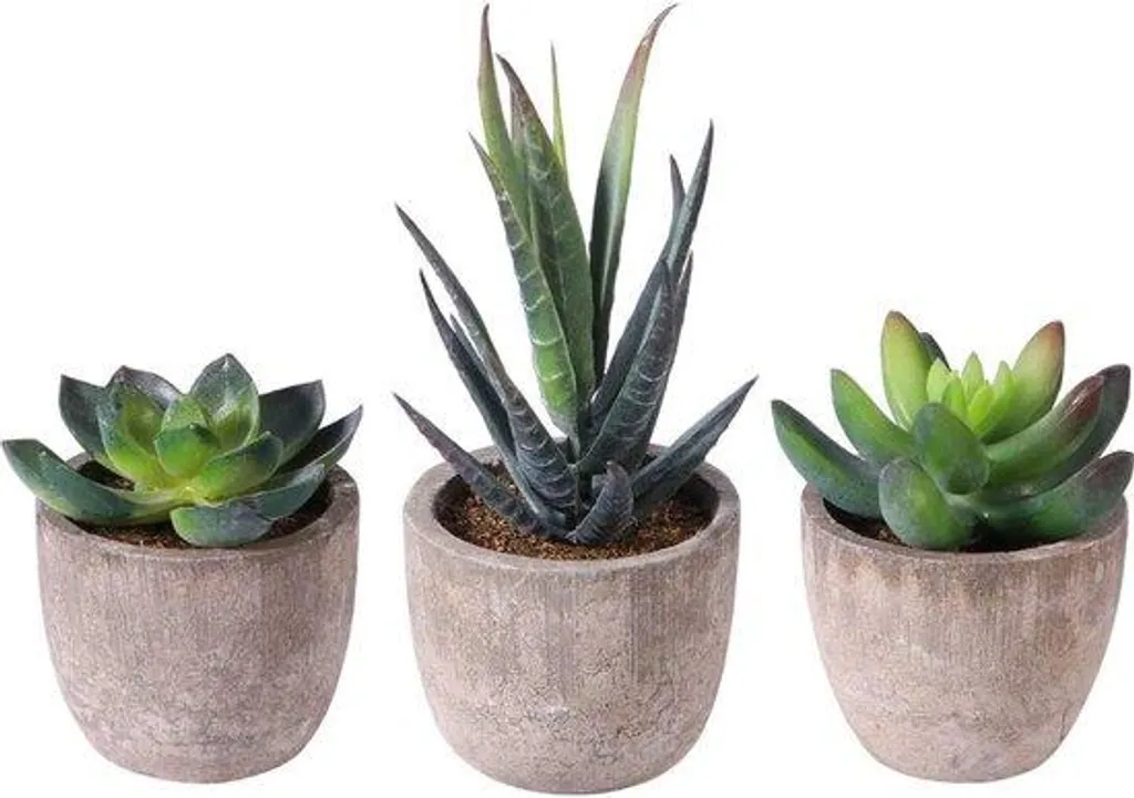 Plantes Artificielles Succulentes : Fini l'Entretien, Toujours Vertes