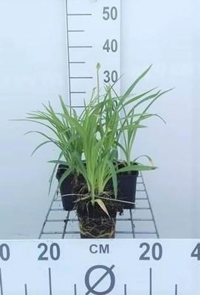 Lot de 6 Hemerocallis hybr. Stella d'Oro en pot de 9cm - Hémérocalles