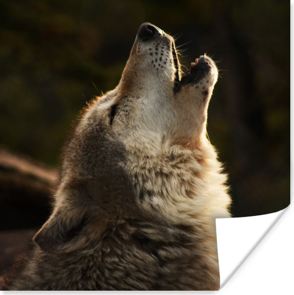 MuchoWow Poster Wolf - Grau - Tiere 100x100 cm - Babyzimmer