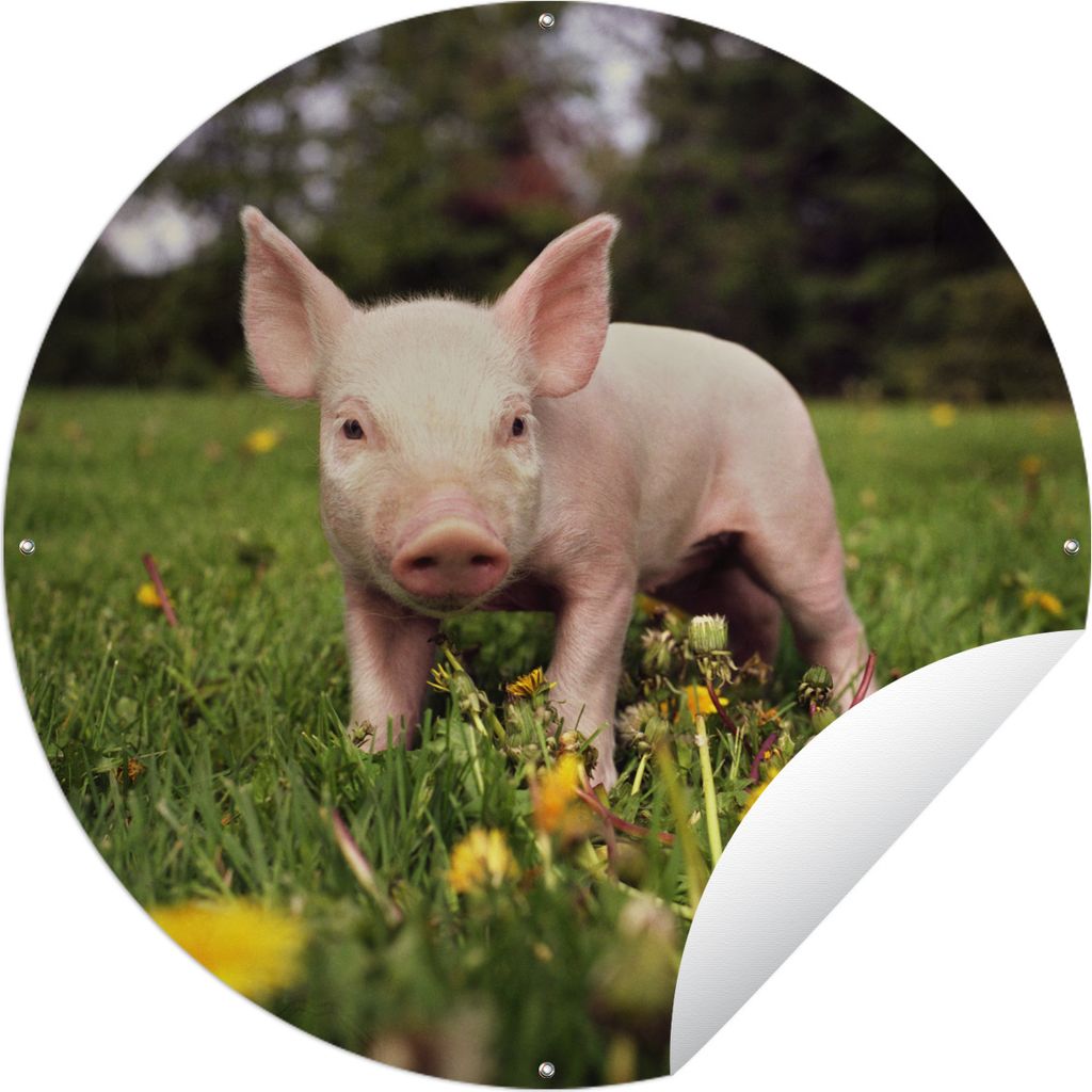MuchoWow Gartenposter Outdoor-Poster Rund Kleines Ferkel Ø 120 cm Gartendeko Rundes Poster draußen