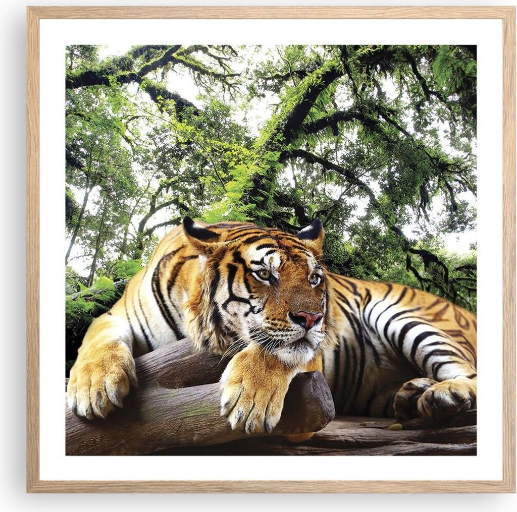 Gerahmtes Poster - Rahmen in heller Eiche - Tiger Dschungel Ruhe - 60x60 cm - Wand Bild - Wanddeko - Wandbilder - Wandposter - Bilderrahmen - Bilde...