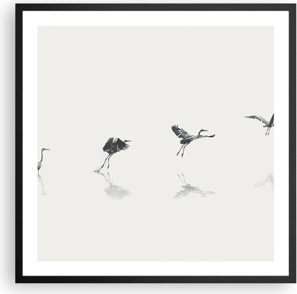 Gerahmtes Poster - Schwarzer Rahmen - Flug Vogel Reiher - 60x60 cm - Wand Bild - Wanddeko - Wandbilder - Kunstposter - Wandposter - Bilderrahmen - ...