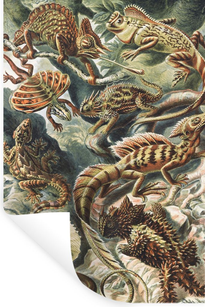 MuchoWow Wandtattoo Wandsticker Wandaufkleber Jahrgang - Kunst - Ernst Haeckel - Salamander - Tiere 20x30 cm Selbstklebend und Repositionierbar -...