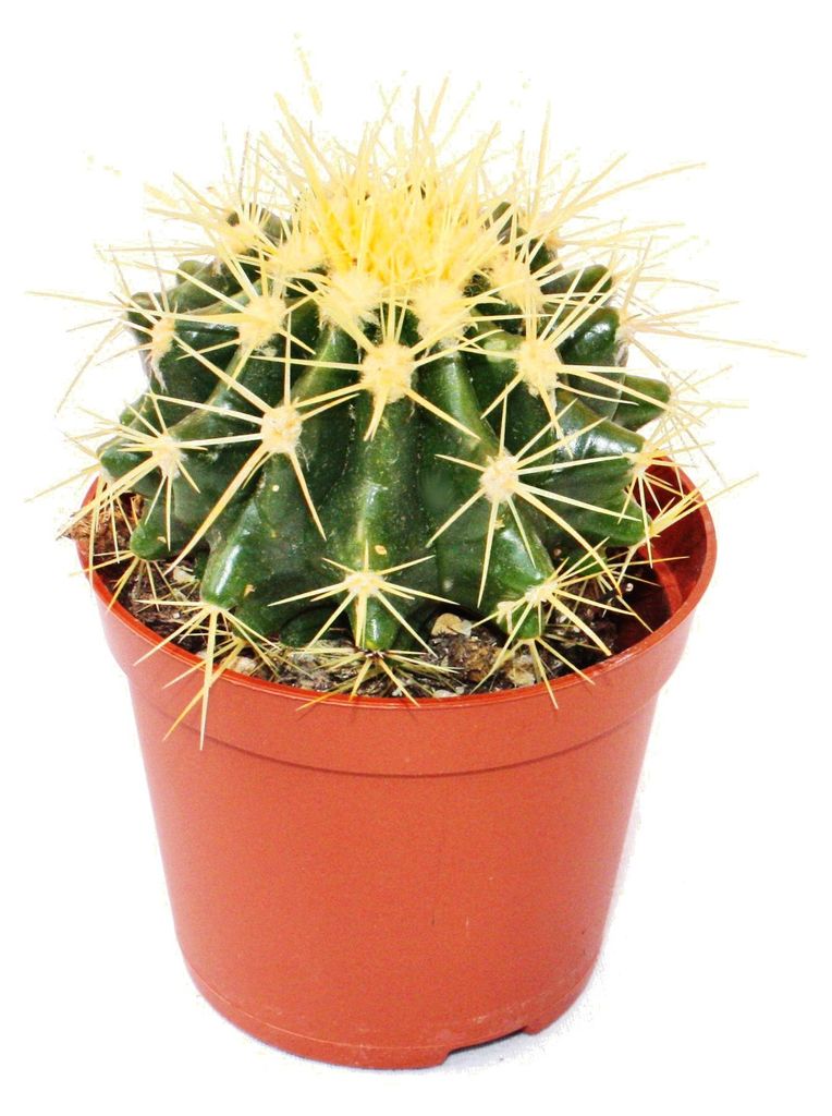 Echinocactus grusonii - Schwiegermutterstuhl - im 8,5cm Topf