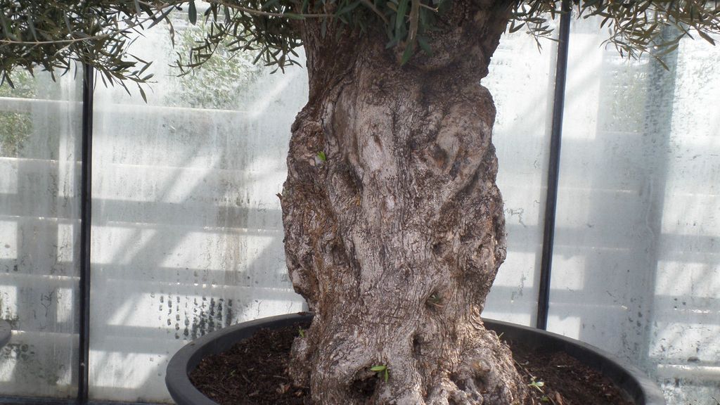 olivenbaum natrlich dngen Purgrn Olivenbaum-Dnger 1 Liter