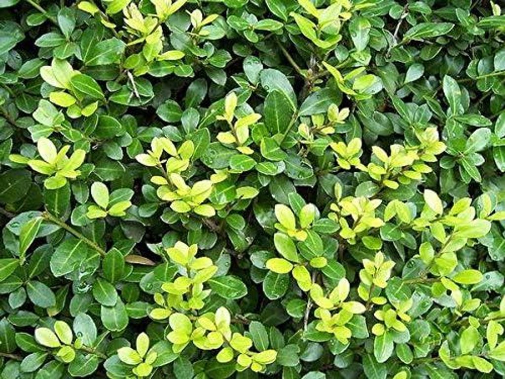 Stauden Gänge 10 x Ilex crenata 'Green Hedge' - Japanische Stechpalme - Die perfekte grüne Hecke für Ihren Garten - Top für Hecken - Buchsbaum ...
