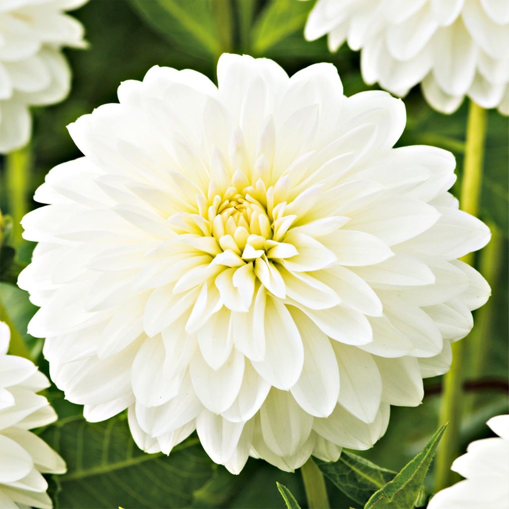 Dahlie Knolle Blüten Sommerblumen Herbstblumen Ball-Dahlie Produktbild 