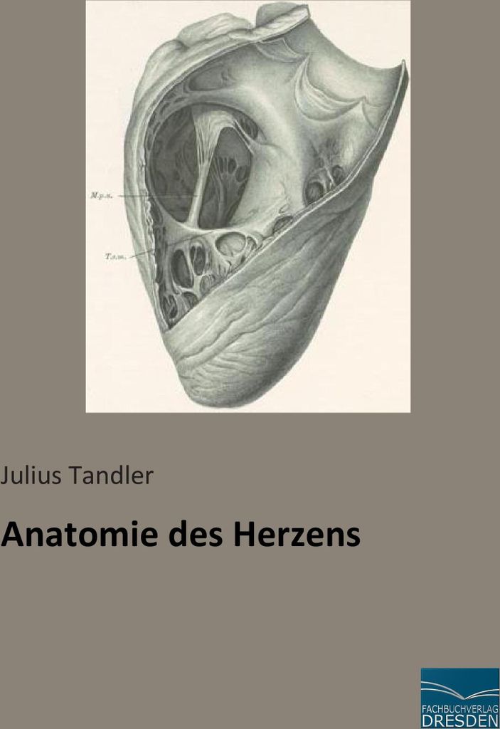 Anatomie des Herzens