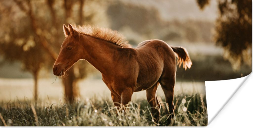 MuchoWow Poster Pferd - Licht - Wiese 160x80 cm - Foto Poster
