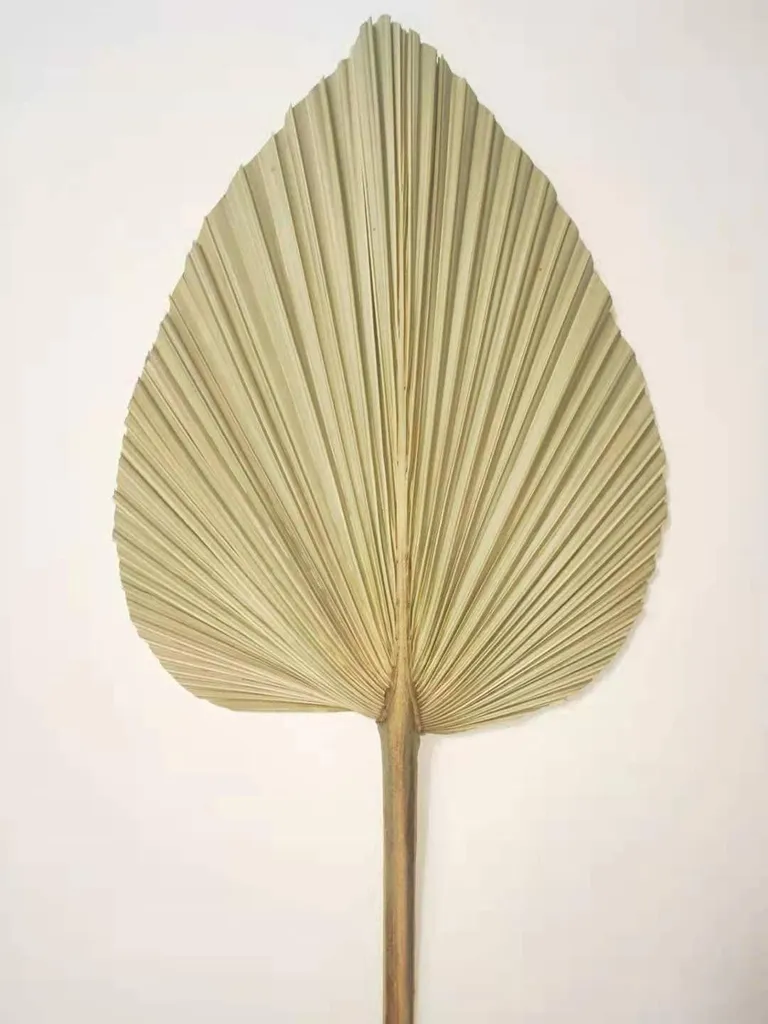4 Feuilles de Palmier Séchées Naturelles Style Bohème pour Décoration