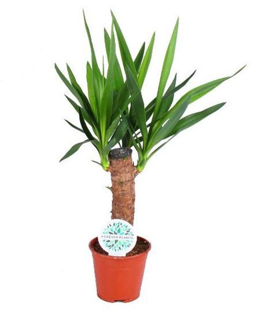 Yucca Palme 60cm XXL Zimmerpflanze Produktbild 