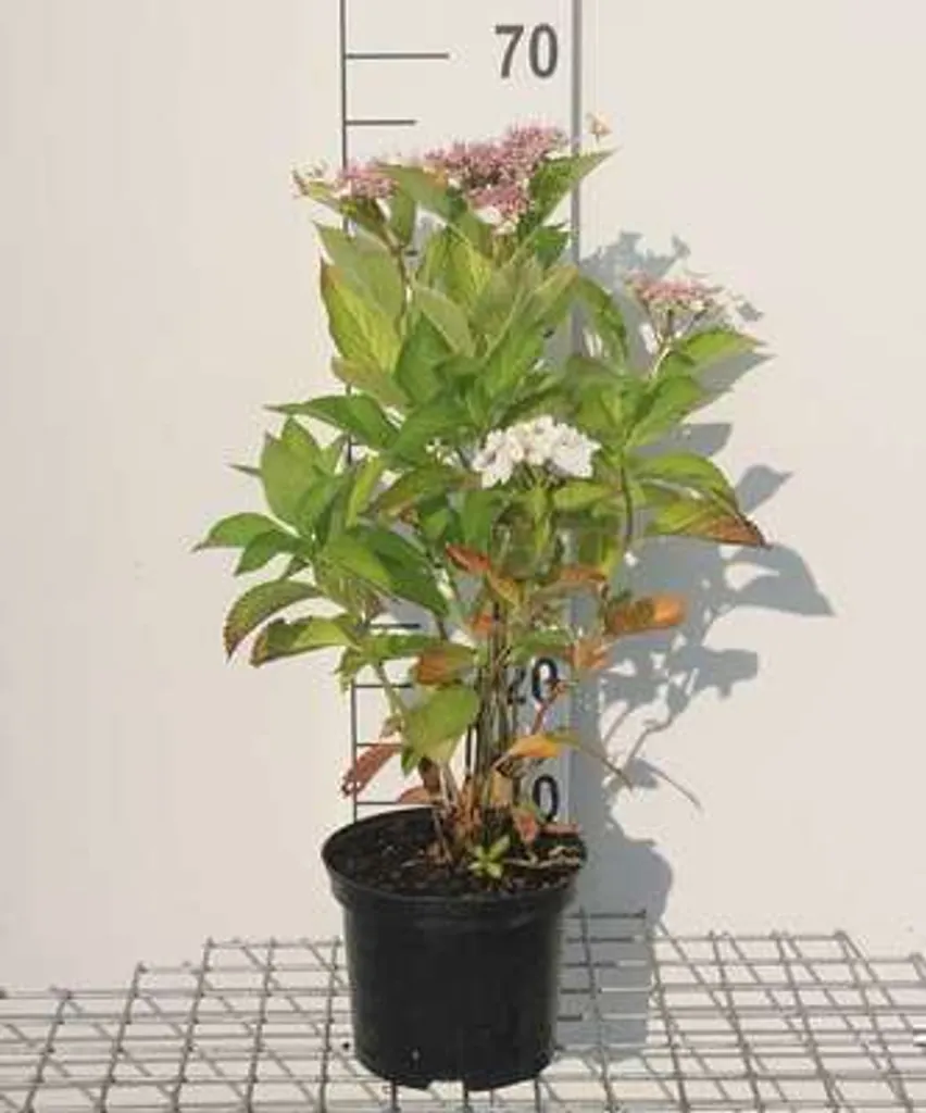 Hydrangea macrophylla Teller White - Hortensia blanc en pot 25-30 cm