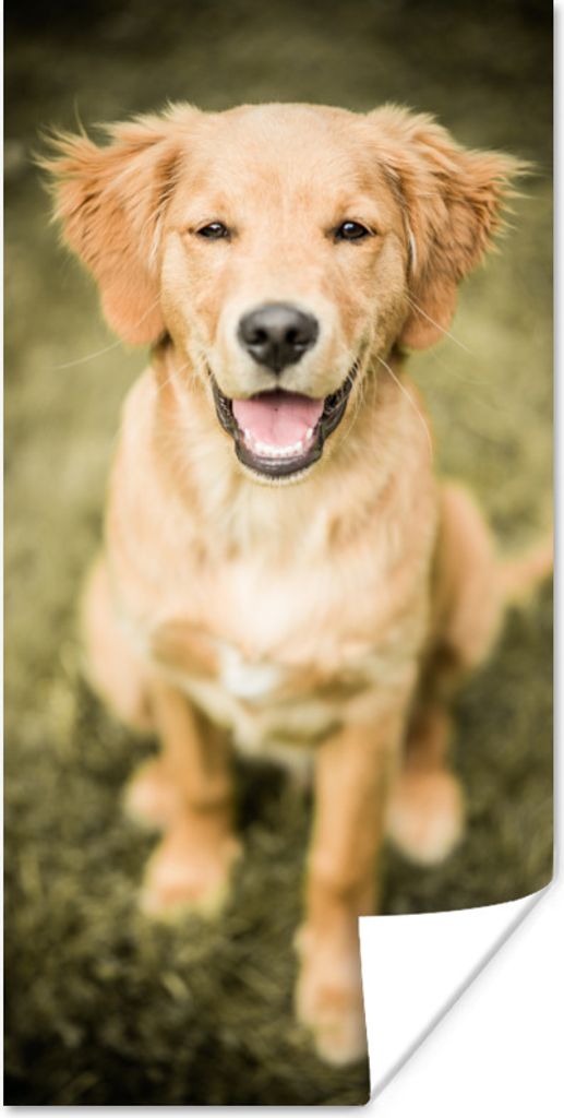 MuchoWow Poster Ein Porträt eines Golden Retriever Welpen im Garten 75x150 cm - Dekoration für die Wände