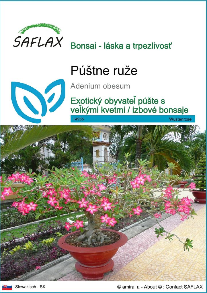 SAFLAX - púštne ruže - Adenium obesum - 8 Semená Obrázok produktu 
