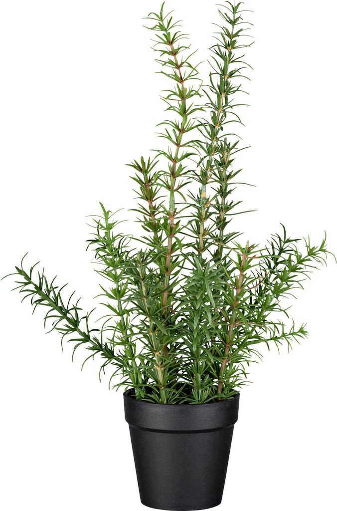 GASPER Rosmarin im Kunststofftopf 43 cm grün - Produktbild 