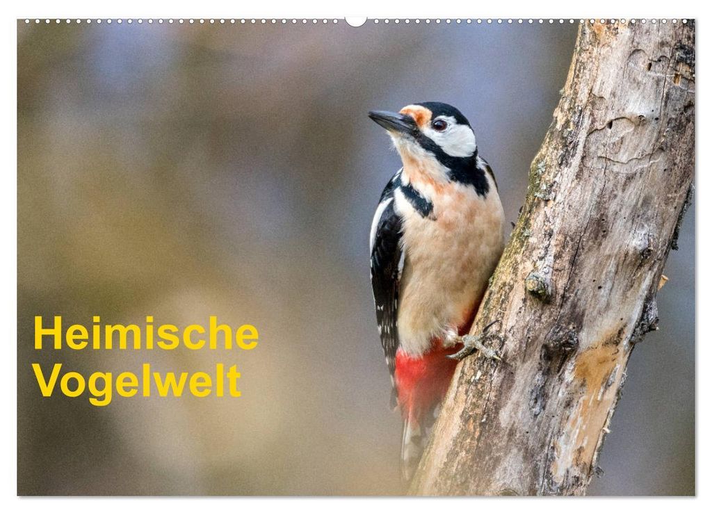 Heimische Vogelwelt (Wandkalender 2027 DIN A2 quer), CALVENDO Monatskalender