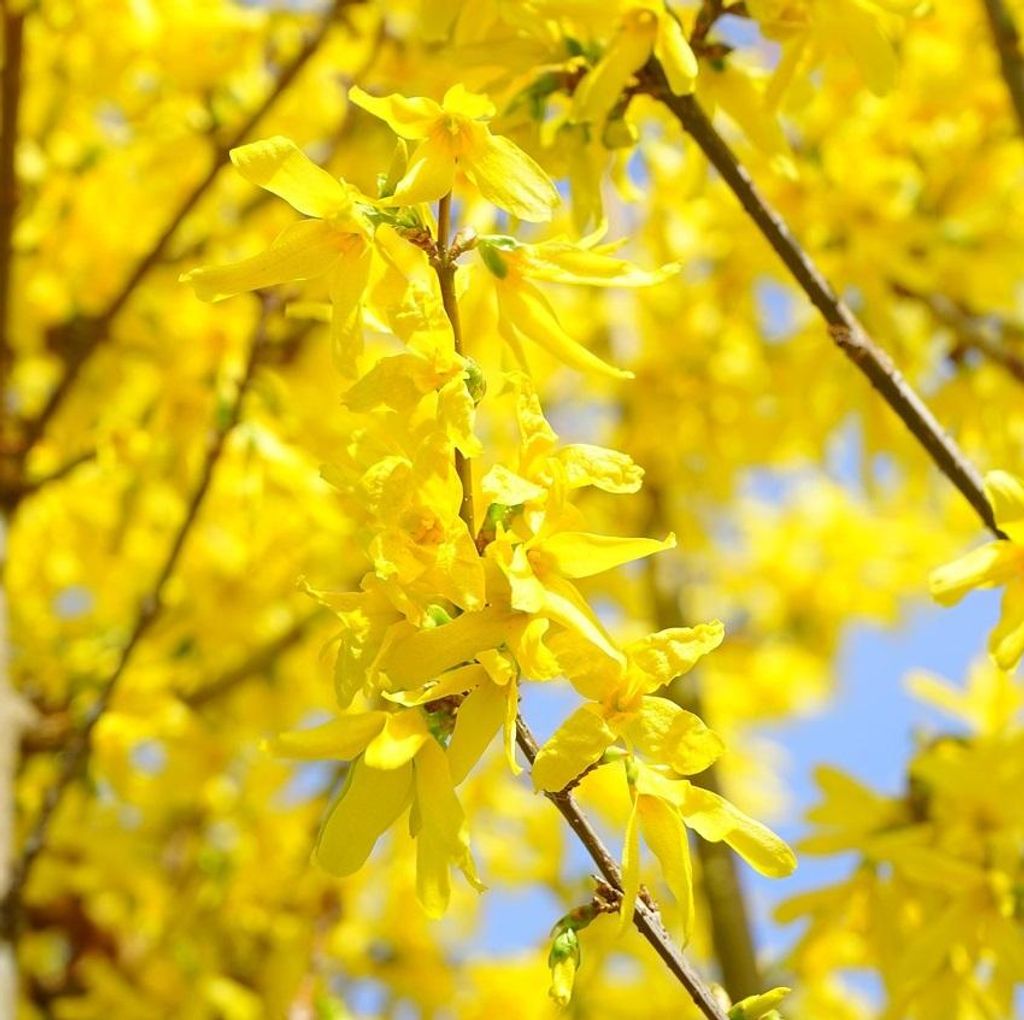 2 x Forsythie - Forsythia intermedia 'Lynwood' | 50-60 cm in Container