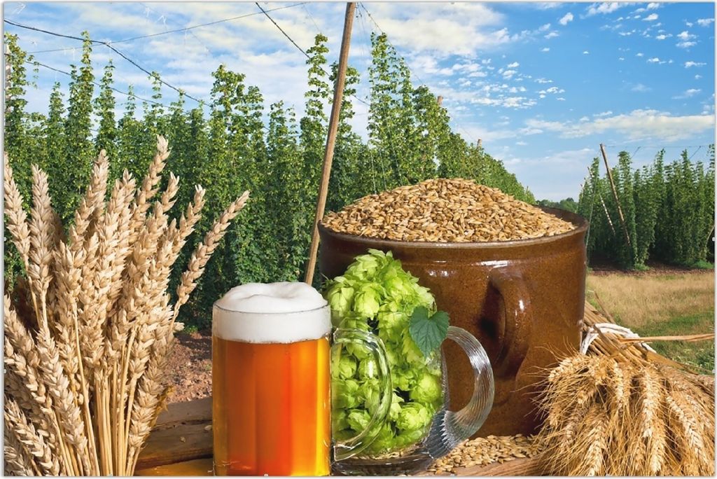 Wallario Wandbild Frisch gezapftes Bier, Hopfen und Malz, Größe: 61 x 91,5 cm, Poster mit rahmenlosen Bildhalter