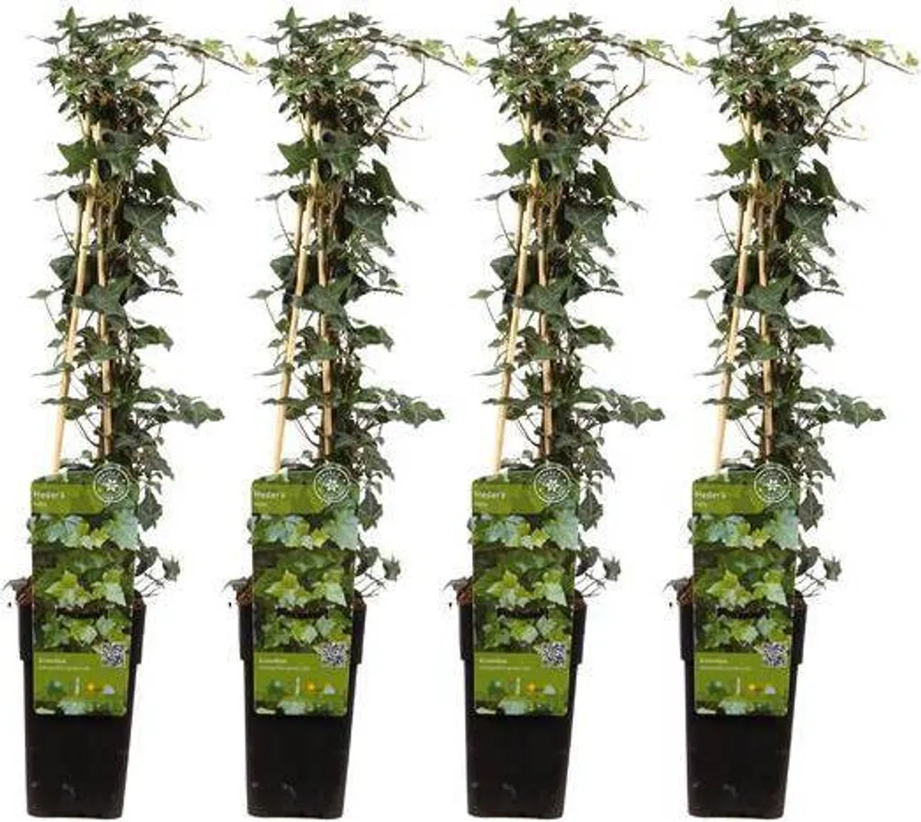 Lierre commun Hedera helix résistant au froid - 4 plantes grimpantes